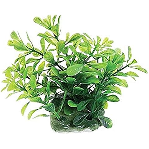 Underwater Treasures 20742 Green Moneywort Cover