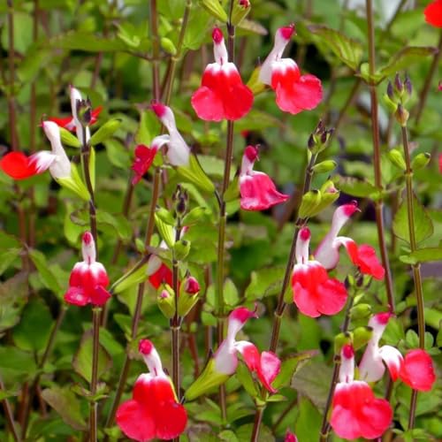 salbei bio, kräuterpflanzen schmetterlingswiese grünpflanzen salbeisamen kräutergarten herbstaussaat seltene winterharte kübelpflanzen steingartenpflanzen 150pcs