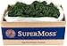SuperMoss (21710) Reindeer Moss Preserved, Forest Green, 3lbs