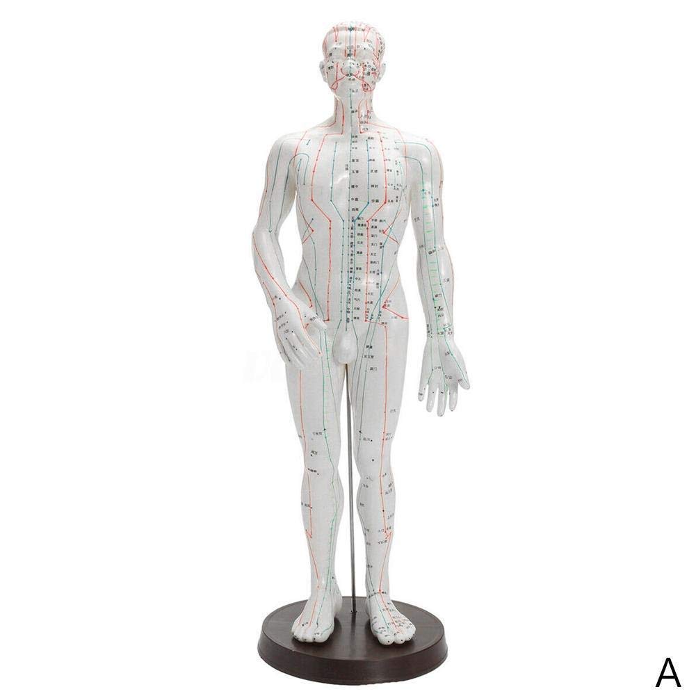 Educational Model 50cm Male & Female Human Body Model Chinese Medicine Acupoint Meridian Interpretation Tool,Medical Models