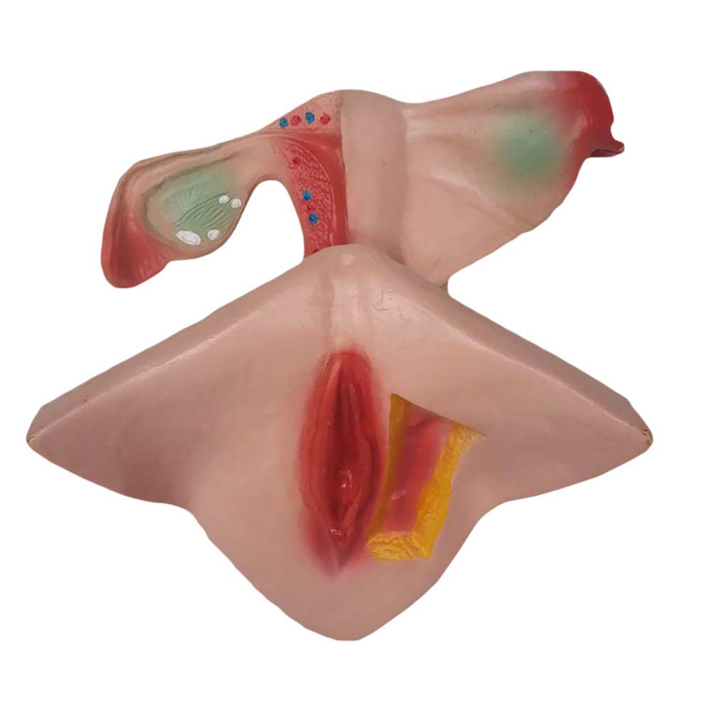 Uterus Anatomical Model - Female Reproductive System Model - Medicine Anatomical Utertus Model - Advanced Urry Anatomy - For Medical Education Training aid