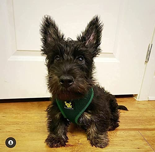 Image of EcoBark Dog Harness - Luxurious Soft Mesh - Eco-Friendly Over the Head Vest Harness - No Pull & No Choke Design - Padded Breathable Body Halter - for Large Breeds (Forest Green, XXL)