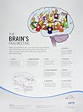 Pain Neuroscience Posters (876SET)