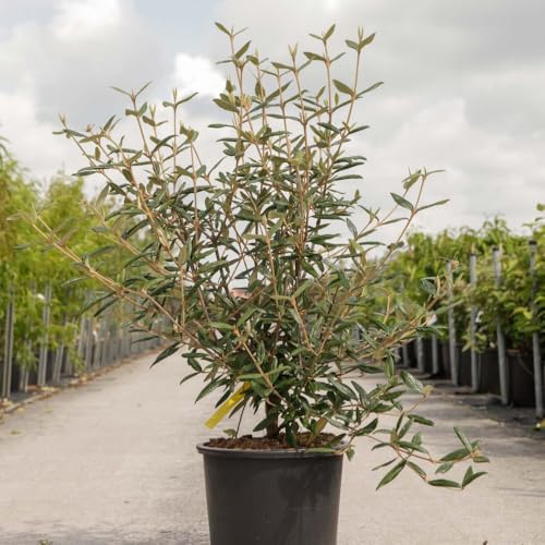 Viburnum Pragense Hardy Evergreen Shrub Fragrant White Spring Flowers Year-Round Screening Dense Foliage 2X 3.6 Litre 40-50cm by Thompson and Morgan