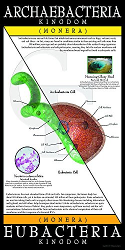 Jaguar Educational Archaebacteria and Eubacteria Kingdom Laminated Poster Perfect for Biology and Science Classrooms