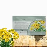 Outsidepride Tansy Seeds - 5000 Pcs. Perennial, Easy to Grow & Low Maintenance, Herb Seeds for Planting Aromatic & Vibrant Yellow Button-Like Blooms, Great for Versatile Uses & Pollinator Gardens