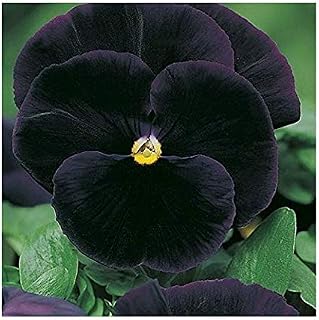 Pansy Viola x wittrockiana Black King Large Seeds Flowers from Ukraine 0.1 Gram