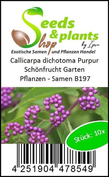 Stk - 10x Callicarpa dichotoma Purpur Schönfrucht Garten Pflanzen - Samen B197 - Seeds Plants Shop Samenbank Pfullingen Patrik Ipsa - Image 4