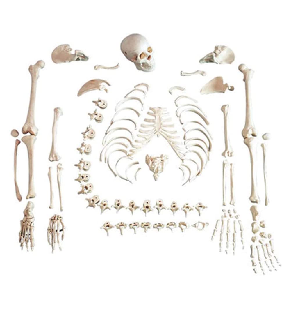 GTHTUHFD Skeleton Model, Human Body Complete Skeleton, 170Cm Human Skeleton Pattern Anatomy Template Medical Skeleton For Loose B1S For Adults Model