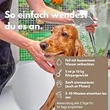 VetDok® by Dr. Winkler dermatologisches Hundeshampoo – Fellpflege Hund mit Manuka-Honig & Chlorhexidin – für alle Hunderassen, Welpen & speziell Allergiker – 250ml