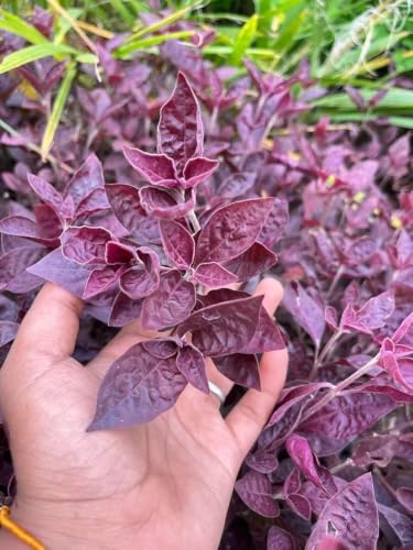 Image of plants (Real Live Lalsha Plant - Eranthemum Red (Graptophyllum Pictum Lalsa) | Healthy Indoor /Outdoor Foliage Plant for Home Garden (Pack of 1))