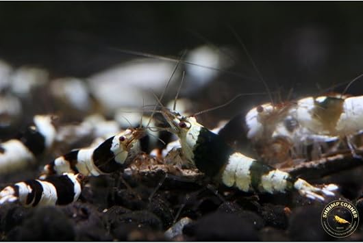 Crystal Black Shrimp X 5
