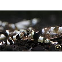 Crystal Black Shrimp X 5