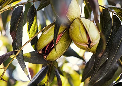 Dry Roasted Pecan Halves With Himalayan Salt, 1 Pound - Oven Roasted Lightly Salted Pecan Nuts, No Oil Added, Vegan Snack, Kosher, Keto, Bulk. Good Source Of Protein And Fiber. Great For Salads #TOP7