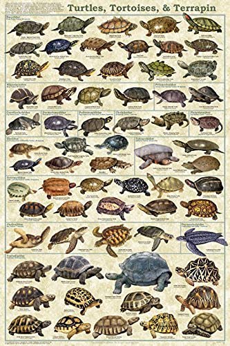 Tortoise Type Knowledge Metal Tin Sign Turtles Cover