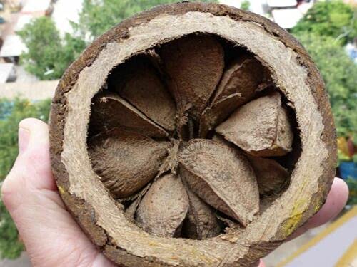 BRIESTA Venus belt NUTS OUTDOOR ブリエスタ 3 Seeds of Brazil Nut BERTHOLLETIA EXCELSA Brazilian Nut : Amazon