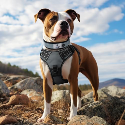 Joytale Halsband Hund, Weich Hundehalsband Gepolstert Neopren Hunde Halsband für Mittelgroße Hunde, Nylon Reflektierend Breit Halsbänder, Grau