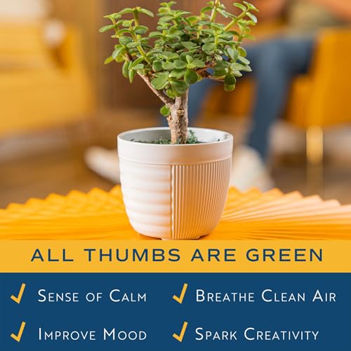 Image of Costa Farms Bonsai Miniature Tree Live Plant in Decorative Pot, Indoor Houseplant, Perfect for Home, Room, or Office Decor, Great House Warming or Birthday Gift, 7-10 Inches Tall