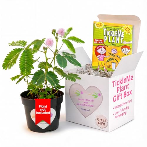 Fun Alternative to a Thank You Card. So Tickled with Appreciation TickleMe Plant Gift Box - Grow the House Plant that Closes Its Leaves and Lowers Its Branches When You Tickle It and Everyone Smiles. Fun Alternative to a Thank You Card. So Tickled with Appreciation TickleMe Plant Gift Box - Grow the House Plant that Closes Its Leaves and Lowers Its Branches When You Tickle It and Everyone Smiles.