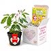 Fun Alternative to a THANK YOU Card. So Tickled With APPRECIATION TickleMe Plant Gift Box - Grow the House Plant that Closes Its leaves and lowers ts branches when you TICKLE it and everyone SMILES!
