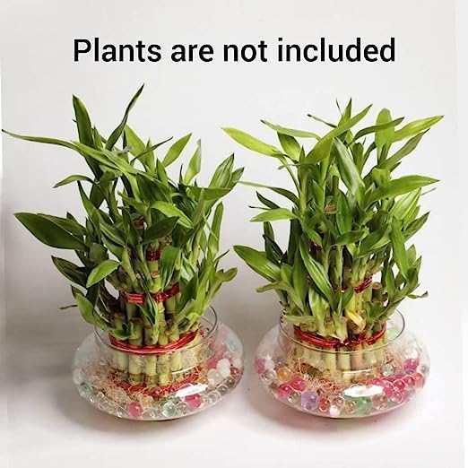 Image of Bamboo Pots Glass pots for Lucky Bamboo Bowl transperant Glass Bowl
