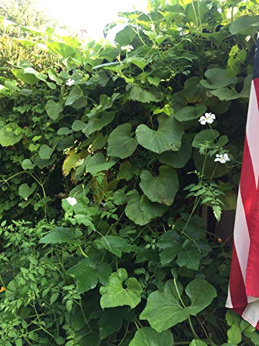 1182-Giant Apple Gourd (Lagenaria Siceraria) Seeds By Robsrareandgiantseeds Upc0764425788270 Non-Gmo,Organic,Artisans,World's Biggest,Birdhouses,Usa Grower,Competitions,1182 Package Of 8 Seeds #TOP2