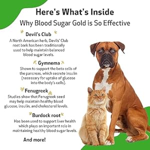 Pet Wellbeing – Blood Sugar Gold Value Size for Dogs & Cats – Natural Support for Healthy Blood Sugar Levels in Your Pet with Diabetes – 4 oz (118ml)
