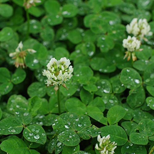 White Clover Seeds, Nitro-Coated and Inoculated, 1 Pound