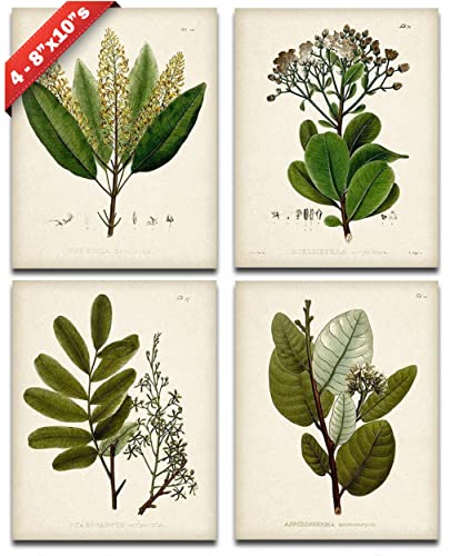 Set of 4 Sage Botanical Wall Art Prints 8x10 Unframed &ndash; Vintage Green Plant Prints for...