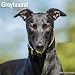 Produktbild Greyhound - Großer Englischer Windhund 2024 - 16-Monatskalender: Original Avonside-Kalender [Mehrsprachig] [Kalender] (Wall-Kalender)