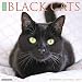 Just Black Cats 2019 Wall Calendar