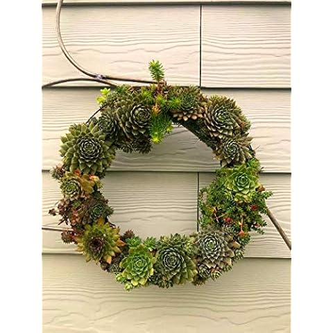 Living Succulent Wreath by Petal Pushers Cover