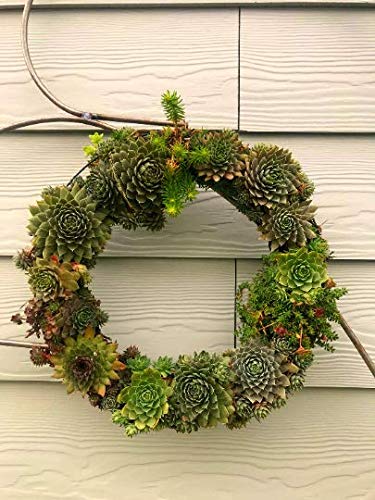Amazon.com: Living Succulent Wreath 16" Across - Made to Order - Cold Hardy  Succulents for Wedding Gift, Housewarming Gift, and More : Home & Kitchen