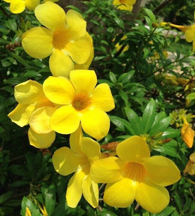 Alamanda Flower Plant - Beautiful Blooming Vine | Easy to Grow | Perfect for Indoor & Outdoor Gardens | My Dream Nursery