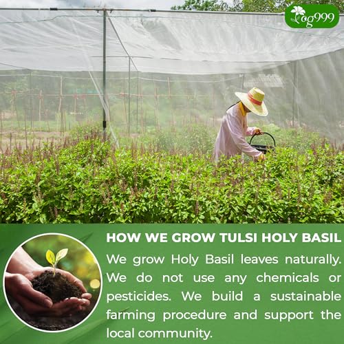 Image of TOG999, Premium 120 Holy Basil Leaf Tea Bags, 100% Natural & Pure Holy Basil Leaves. Loose Leaf Holy Basil Herbal Tea. Holy Basil Leaf Tea. No Sugar, No Caffeine, No Gluten, Vegan.