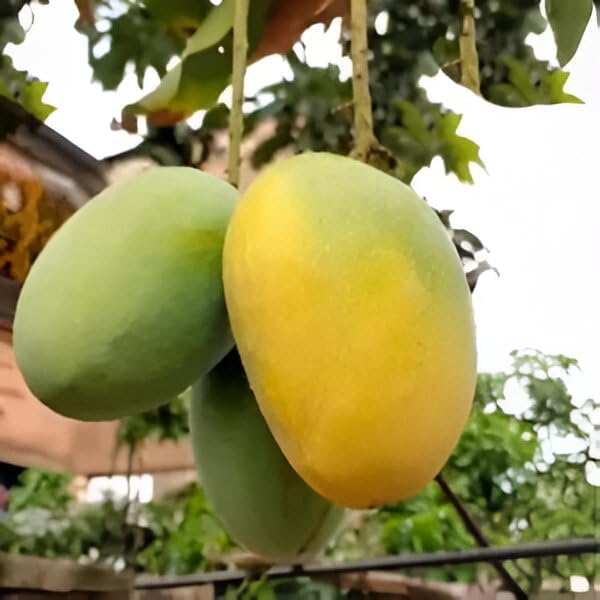 Image of Sweet & Testy Original Variety Himsagar Mango King Of Mango Fiber Free Live Grafted(1 Healthy Live Plant) Tree