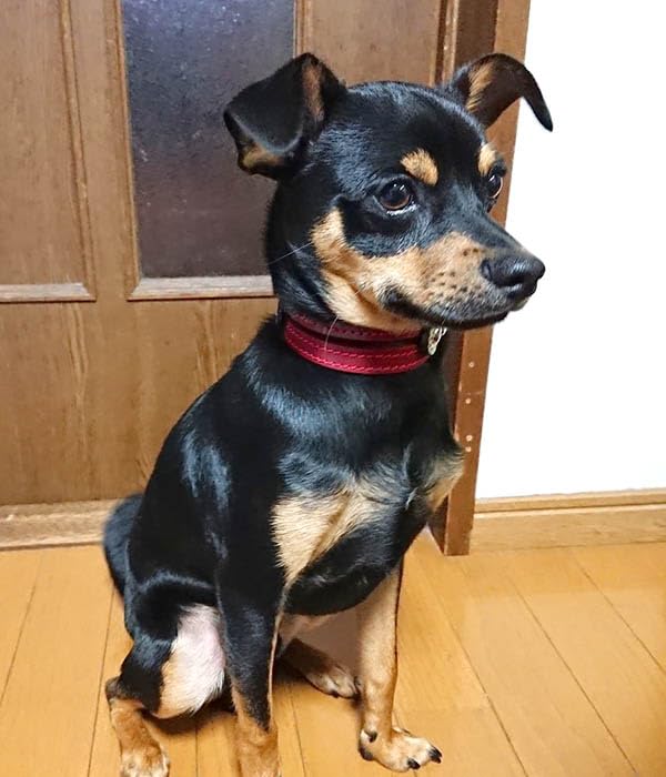 Amazon | 小型犬イタグレミニピン用3.5cm幅革首輪；Small Type G2-E002