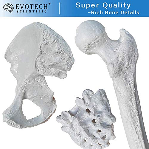 Evotech Scientific 30 Evotech Disarticulated Human Skeleton Model thumb #5
