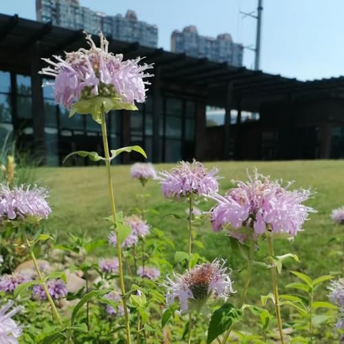 30 piezas Semillas de bálsamo dorado, Monarda fistulosa, Decoración de balcón decoración de flores planta de decoración Monarda Fistulosa - abeja pasto semillas semillas de flores
