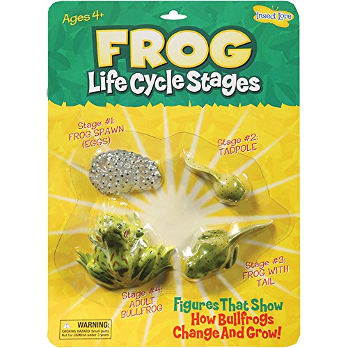 Frog Life Cycle Stages [Set of 3]