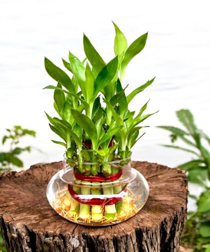 Image of SUGRAM PLANTS Two layer lucky bamboo in Glass & Plastic Pot (Combo of 2) For Living Room or Office table | indoor plants for good luck and air purification