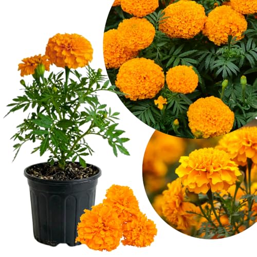 Orange Marigold Plant Live Marigolds Live Plants 5-7 Inches Tall Bright Orange Flowering Plant for Garden Borders Containers and Patio