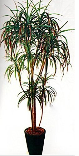 Cajuv'import export DRACANEA Plante Artificielle Cover