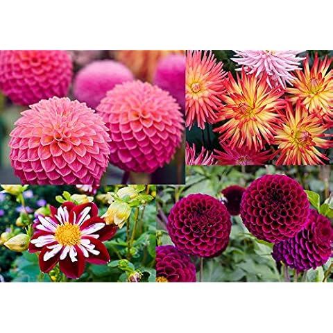 Dahlia Mixed Varieties 50 Seeds Packet Cover