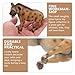 ibasenice 4pcs Hyena Model Toy for Kids Realistic Plastic Hyena Figurine 4.33In Wildlife Animal Cognitive Toy Educational Collectible for Home Desk and Miniature Garden Decor