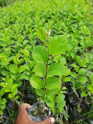 Image of All-Time 12 Months Hybrid GRAFTED Live Fruit Plant Original & Authentic Organic Tree for Outdoor Fast-Growing Fruit Plant Home Gardens Pack Of-1 (Kashmiri Red Apple Ber Plant, Medium)