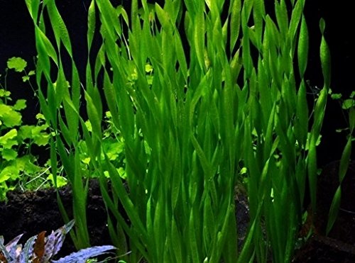 Le foglie non superano i 20-30 cm di lunghezza per 1-2 cm di larghezza, quindi sono meno lunghe della maggior parte delle varianti di Vallisneria e non fanno ombra alle altre piante dell'acquario.