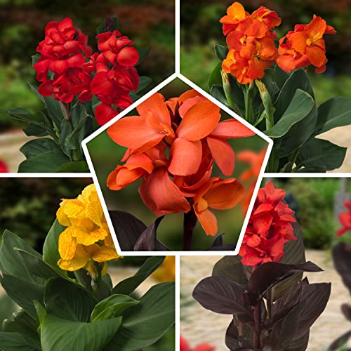 Canna Sorten Die 15 besten Produkte im Vergleich & Angebote