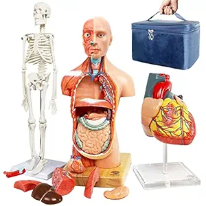 EVOTECH SCIENTIFIC Evotech Human Body, Skeleton & Heart Models-Best Anatomy Model Bundle Set Of 3 Hands-On 3D Model Study Tools For Medical Student Or As Educational Kit For Kids