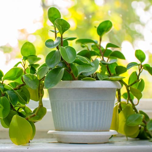 YouGarden House Plant, Trailing Jade Peperomia rotundifolia, Indoor Plant in 6cm Pot, for Home, Office or Living Room YouGarden House Plant, Trailing Jade Peperomia rotundifolia, Indoor Plant in 6cm Pot, for Home, Office or Living Room